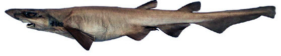 Galeus murinus_04.jpg